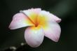 Frangipani (Plumeria)
