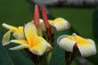 Frangipani (Plumeria)