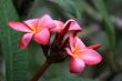 Frangipani (Plumeria)
