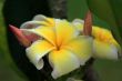 Frangipani (Plumeria)