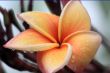 Frangipani (Plumeria)