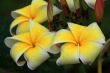Frangipani (Plumeria)