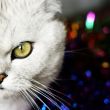 home pedigreed cat
