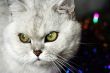 home pedigreed cat