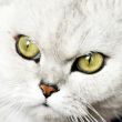 home pedigreed cat