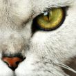home pedigreed cat