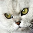 home pedigreed cat