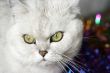 home pedigreed cat