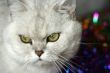 home pedigreed cat