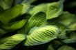 Green leaf