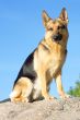 Germany sheep-dog sitting on the stone