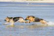 two wet Germany sheep-dogs running on sea water