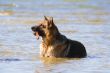 wet Germany sheep-dog laying in the water with stick