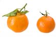 tangerines