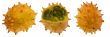 Kiwano, exotic fruit