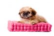 pekingese dog laying on my pillow