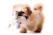 Pekingese dog brings you his toy
