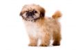 Sturdy pekingese dog