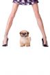 Dog with style