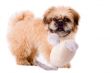 Playfull pekingese dog
