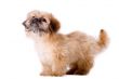 Asking pekingese dog