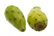 Fig of the cactus, prickly pear