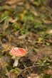 Amanita muscaria