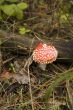 Amanita muscaria