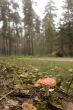 Amanita muscaria