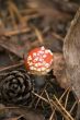 Amanita muscaria and pine cone