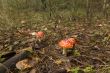 Path of Amanita