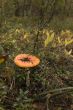 Amanita muscaria