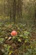 Amanita muscaria