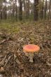 Amanita muscaria