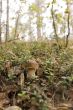 boletus mushroom in the moss