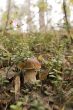 boletus mushroom in the moss