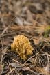 Ramaria mushroom