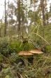 brown cap boletus