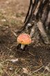 Amanita muscaria