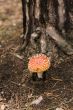 Amanita muscaria