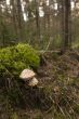 False blusher - Amanita pantherina