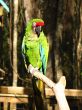 Military Macaw