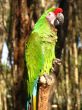 Military Macaw