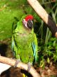 Military Macaw