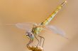 Dragonfly - sympetrum sp