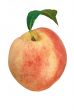 A peach