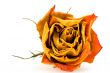 dried red rose