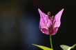 Bougainvillea Flower