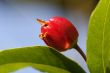 Red flower bud close up