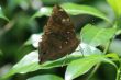 Euthalia aconthea butterfly